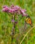 Monarch on Joe Pye Weed flower 3