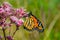 Monarch on Joe Pye Weed flower 7
