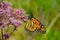 Monarch on Joe Pye Weed pink flower