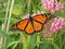 Monarch on Milkweed