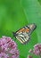 Monarch on Milkweed flower