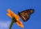 Monarch Nectaring