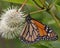 Monarch nectaring on a Buttonbush flower