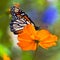 Monarch on Orange Flower