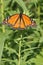 Monarch on plant