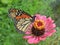 Monarch resting on a pink Zinnia in full bloom.