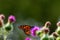 Monarch on Thistle. A large monarch butterfly on purple thistle. Monarch butterflies are endangered species.