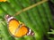 Monarch viceroy orange butterfly in rainforest