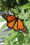 A Monarch Wanderer Butterfly on a green leafed flower with sha