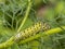 Monarchn Caterpillar, larval, Lepidoptera