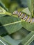 Monarchn Caterpillar, larval, Lepidoptera