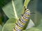 Monarchn Caterpillar, larval, Lepidoptera