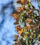 Monarchs cluster in the eucalyptus trees at the Natural Bridges State Park in Santa Cruz