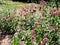 Monarchs Enjoy Purple Butterfly Weed