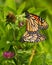 Monarchs Mating in a Clover Field