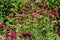 Monarda and Achillea flowers in a garden`s border.