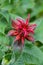 Monarda Bee balm flower blossoming