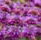 Monarda citriodora is a species of flowering plant