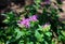 Monarda didyma flower closeup .Medicinal plants, herbs in the garden.Blurred background.