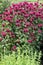 Monarda didyma during flowering on the herb garden bed