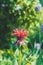 Monarda didyma (Scarlet beebalm)