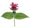 Monarda flower on a white background