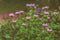 Monarda flowers, wild bergamot, close-up