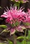 Monarda \\\'Marshall\\\'s Delight\\\'