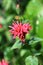 Monarda Monarda didyma flower closeup