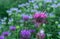 Monarda or wild bergamot. Single bee balm flower against a darker background