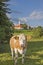 Monastery Reutberg with cows in Bavaria