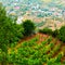 Monastery vineyard in Meteora