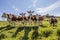 Monbeliarde cows aligned in a field in Franche-ComtÃ©, France