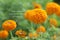 Monday motivational quote - Mondays are for fresh starts. Inspirational words concept with nature background of orange marigold