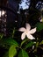 Mondokaki flower portrait or with the scientific name Tabernaemontana divaricata which blooms in the afternoon.