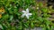 Mondokaki flowers have a dominant white color with green leaves