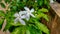 Mondokaki ornamental plants are white in the yard of residents' houses