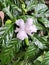 Mondokaki (Tabernaemontana divaricata) has white flowers, green leaves, and grows in tropical regions