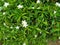 Mondokaki or tabernaemontana divaricata white flower green leaves looks fresh blooming in the garden, ornamental plant at home
