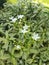 Mondokaki or tabernaemontana flowers are pure white flowers like jasmine