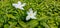 Mondokaki white flower close-up