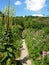 Monet`s garden, Giverny, France