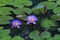 Monet Type Water Lillies