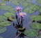 Monet Type Water Lillies with Reflection