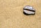 Monetaria moneta shell on the sand