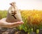 Money bag on the background of agricultural crops in the hand of the farmer. Profit from agribusiness. Agricultural startups.