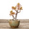 Money bonsai tree Crassula ovata in a pot