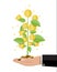 Money coin tree in hand of businessman