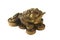 Money Frog - Feng Shui Item for Business Wealth