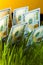 Money growth: dollar bills in green grass